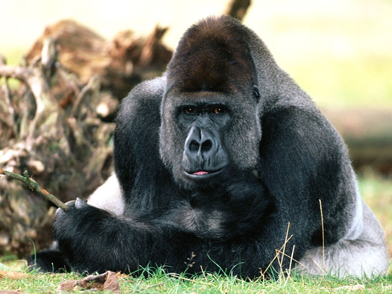 Chilling Out, Western Lowland Gorilla